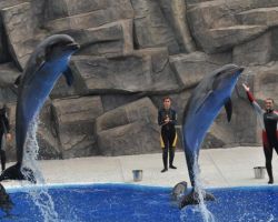 bottlenose-dolphins-at-batumi-dolphinarium-photo-courtesy-of